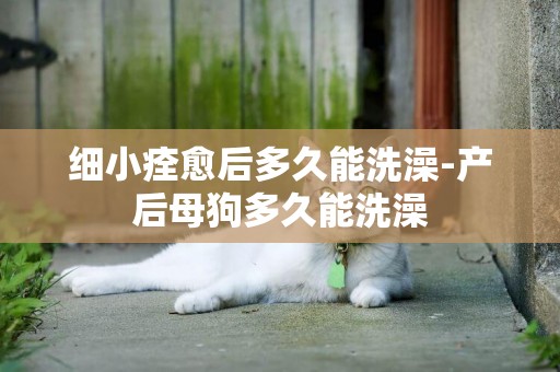 細小痊愈后多久能洗澡-產后母狗多久能洗澡
