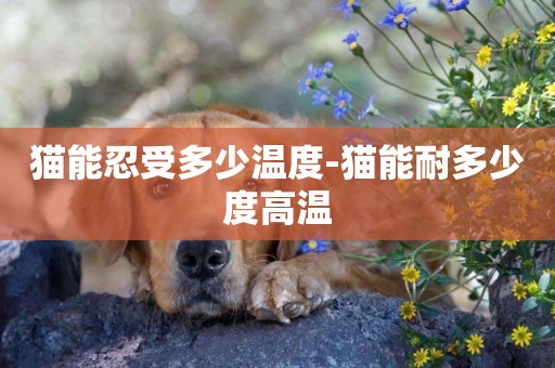 貓能忍受多少溫度-貓能耐多少度高溫