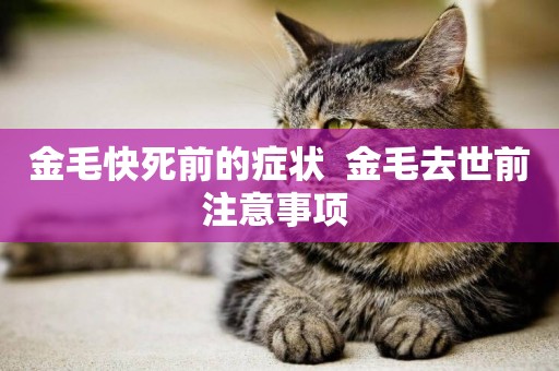金毛快死前的癥狀  金毛去世前注意事項 