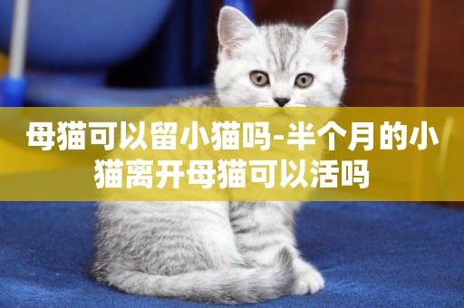 母貓可以留小貓嗎-半個月的小貓離開母貓可以活嗎