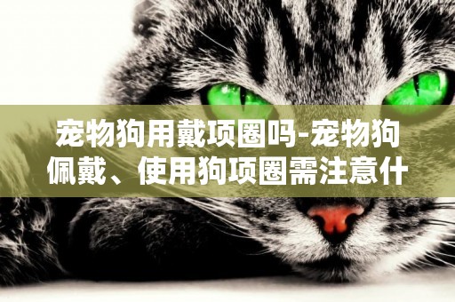 寵物狗用戴項圈嗎-寵物狗佩戴、使用狗項圈需注意什么