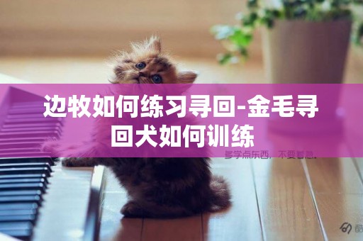 邊牧如何練習尋回-金毛尋回犬如何訓練