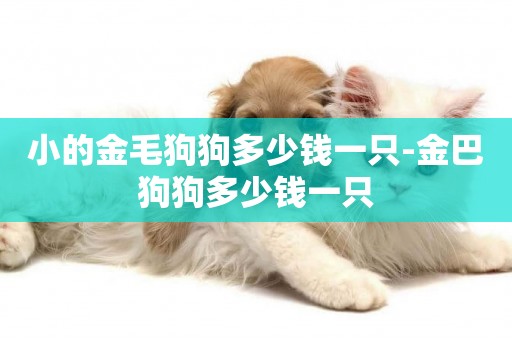 小的金毛狗狗多少錢一只-金巴狗狗多少錢一只