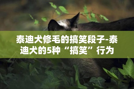 泰迪犬修毛的搞笑段子-泰迪犬的5種“搞笑”行為