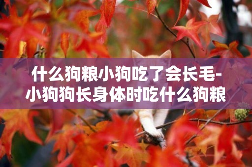 什么狗糧小狗吃了會長毛-小狗狗長身體時吃什么狗糧