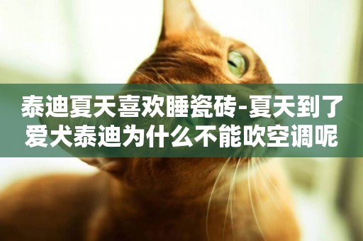 泰迪夏天喜歡睡瓷磚-夏天到了愛犬泰迪為什么不能吹空調呢