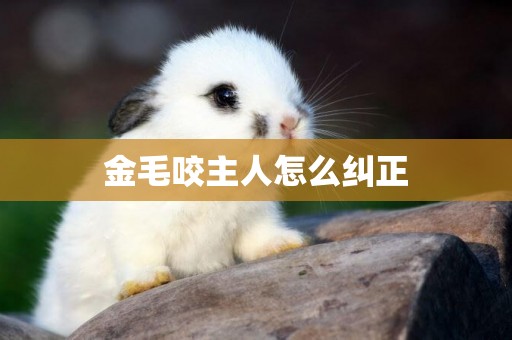 金毛咬主人怎么糾正