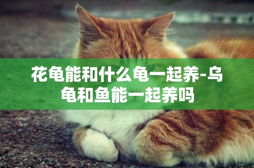 花龜能和什么龜一起養-烏龜和魚能一起養嗎