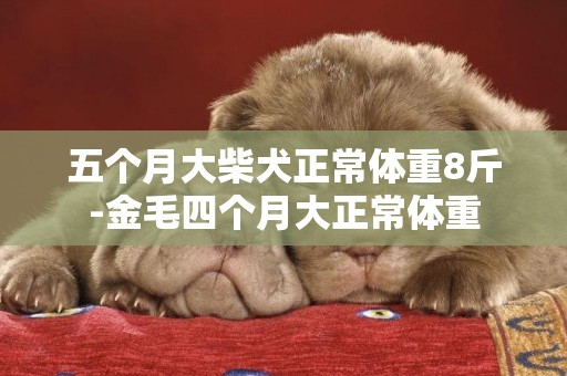 五個月大柴犬正常體重8斤-金毛四個月大正常體重