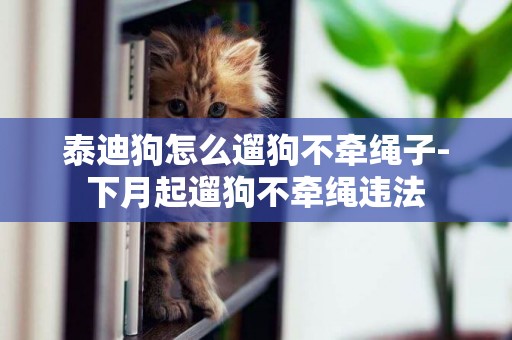 泰迪狗怎么遛狗不牽繩子-下月起遛狗不牽繩違法