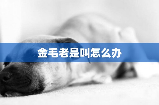 金毛老是叫怎么辦