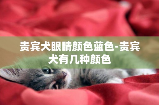 貴賓犬眼睛顏色藍色-貴賓犬有幾種顏色