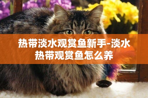 熱帶淡水觀賞魚新手-淡水熱帶觀賞魚怎么養