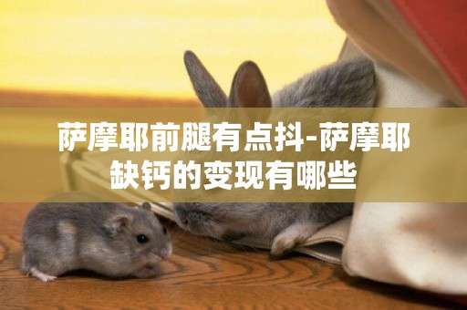 薩摩耶前腿有點抖-薩摩耶缺鈣的變現有哪些
