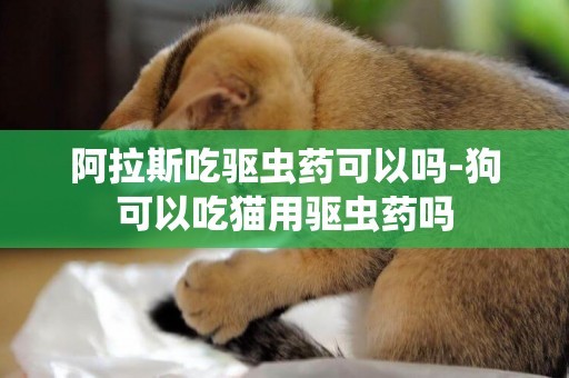 阿拉斯吃驅蟲藥可以嗎-狗可以吃貓用驅蟲藥嗎
