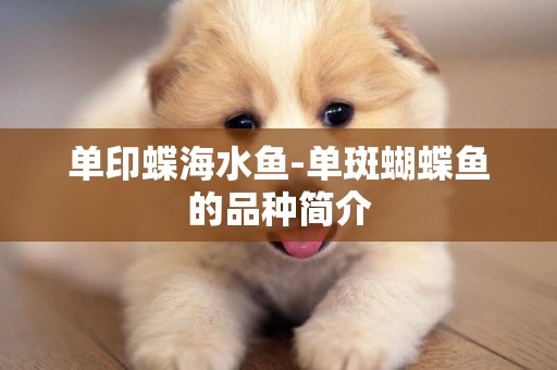 單印蝶海水魚-單斑蝴蝶魚的品種簡介