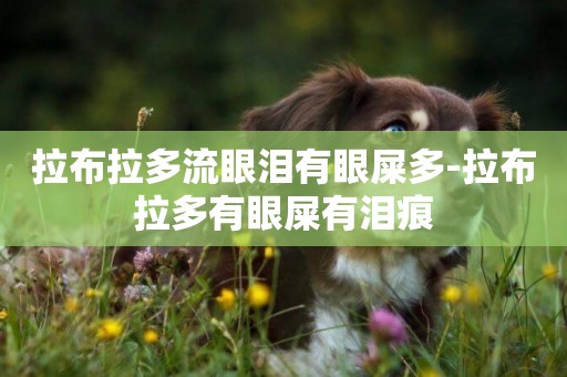 拉布拉多流眼淚有眼屎多-拉布拉多有眼屎有淚痕