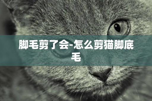 腳毛剪了會-怎么剪貓腳底毛