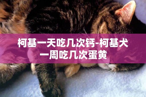 柯基一天吃幾次鈣-柯基犬一周吃幾次蛋黃