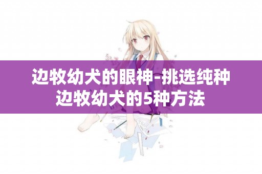 邊牧幼犬的眼神-挑選純種邊牧幼犬的5種方法