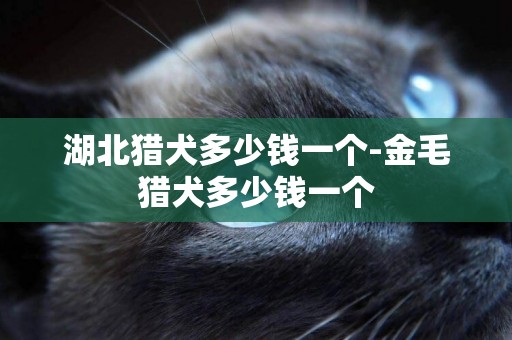 湖北獵犬多少錢一個-金毛獵犬多少錢一個