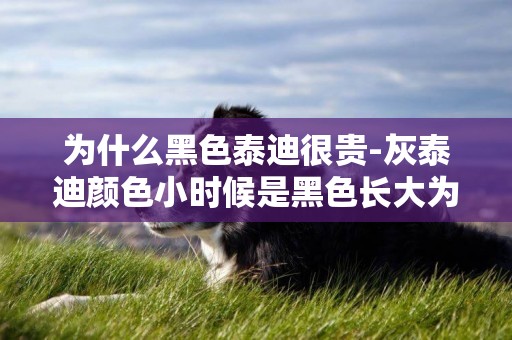 為什么黑色泰迪很貴-灰泰迪顏色小時候是黑色長大為什么就變成灰色了