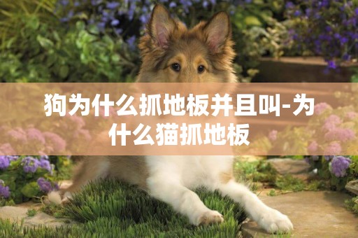 狗為什么抓地板并且叫-為什么貓抓地板