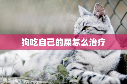 狗吃自己的屎怎么治療