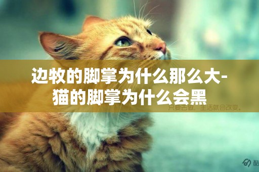 邊牧的腳掌為什么那么大-貓的腳掌為什么會黑