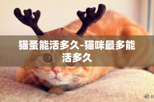 貓蚤能活多久-貓咪最多能活多久