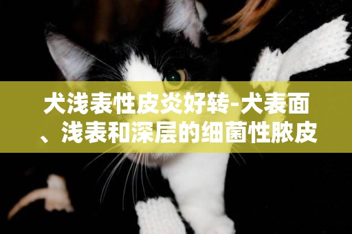 犬淺表性皮炎好轉-犬表面、淺表和深層的細菌性膿皮癥診斷及治療