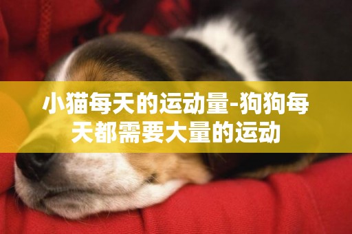 小貓每天的運動量-狗狗每天都需要大量的運動