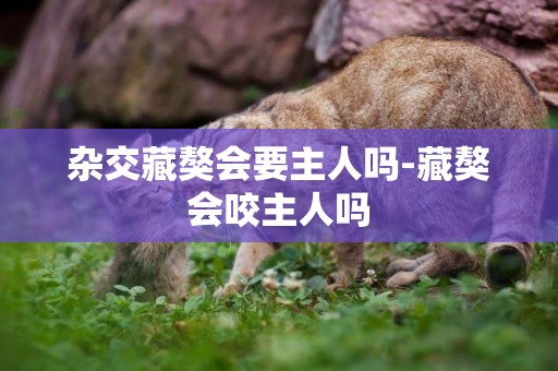雜交藏獒會要主人嗎-藏獒會咬主人嗎