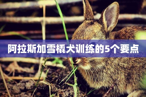 阿拉斯加雪橇犬訓練的5個要點