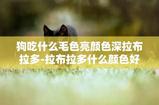 狗吃什么毛色亮顏色深拉布拉多-拉布拉多什么顏色好