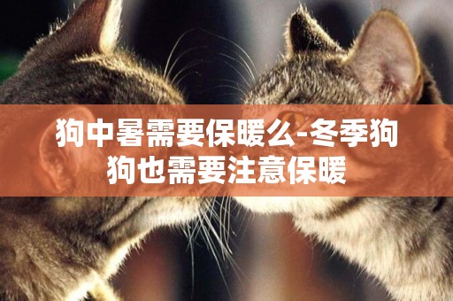 狗中暑需要保暖么-冬季狗狗也需要注意保暖