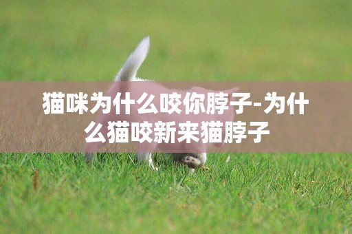 貓咪為什么咬你脖子-為什么貓咬新來貓脖子