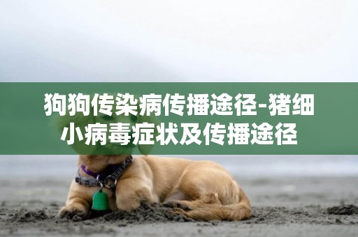 狗狗傳染病傳播途徑-豬細小病毒癥狀及傳播途徑