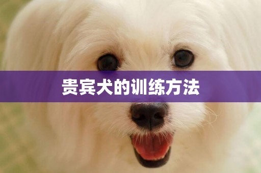 貴賓犬的訓練方法