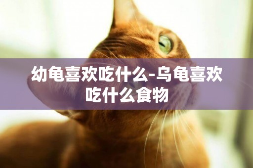 幼龜喜歡吃什么-烏龜喜歡吃什么食物