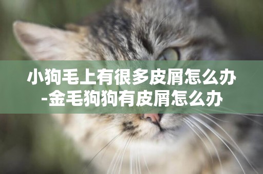 小狗毛上有很多皮屑怎么辦-金毛狗狗有皮屑怎么辦