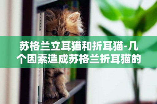 蘇格蘭立耳貓和折耳貓-幾個因素造成蘇格蘭折耳貓的耳朵直立