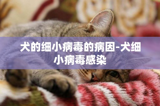犬的細小病毒的病因-犬細小病毒感染