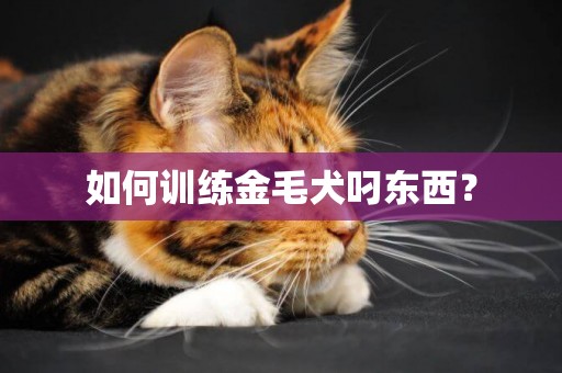 如何訓練金毛犬叼東西？