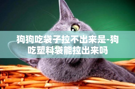 狗狗吃袋子拉不出來是-狗吃塑料袋能拉出來嗎