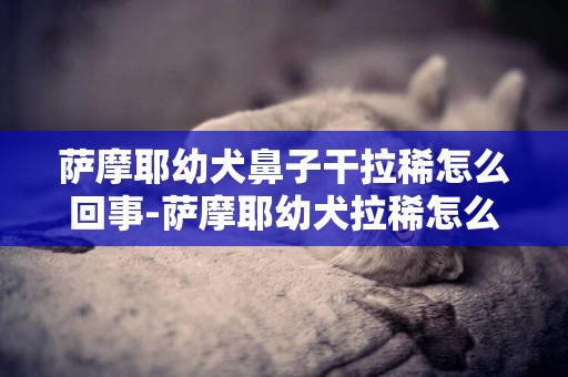 薩摩耶幼犬鼻子干拉稀怎么回事-薩摩耶幼犬拉稀怎么辦