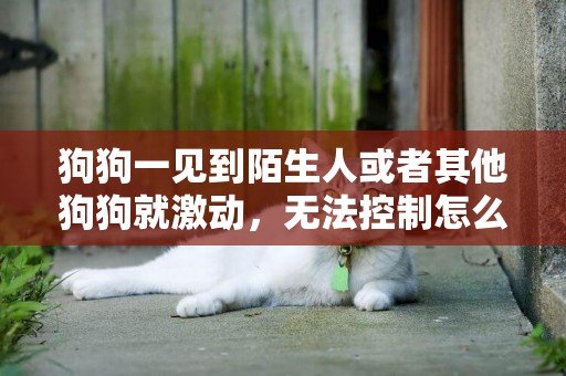 狗狗一見到陌生人或者其他狗狗就激動，無法控制怎么辦？