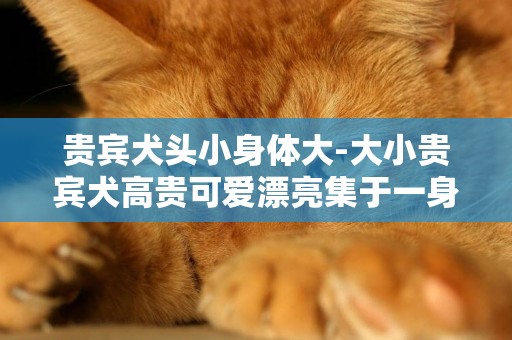貴賓犬頭小身體大-大小貴賓犬高貴可愛漂亮集于一身