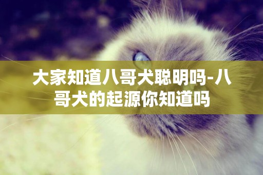 大家知道八哥犬聰明嗎-八哥犬的起源你知道嗎