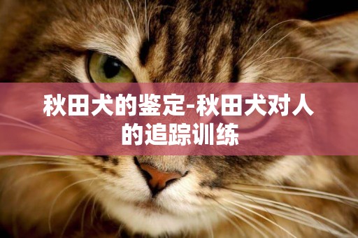 秋田犬的鑒定-秋田犬對人的追蹤訓練